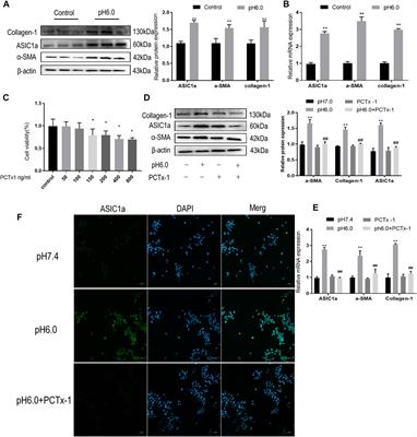 CaM/CaMKII mediates activation and proliferation of hepatic stellate cells regulated by ASIC1a